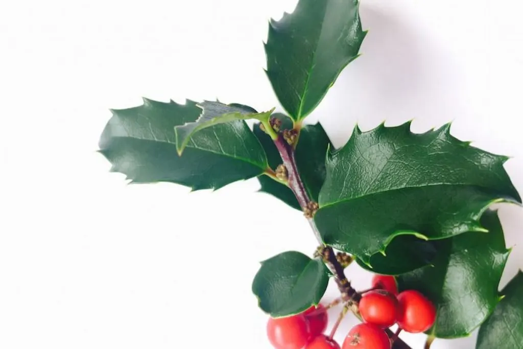 red berry mistletoe on white background