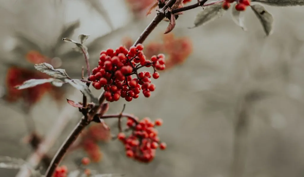  red elderberry bushes in the forest