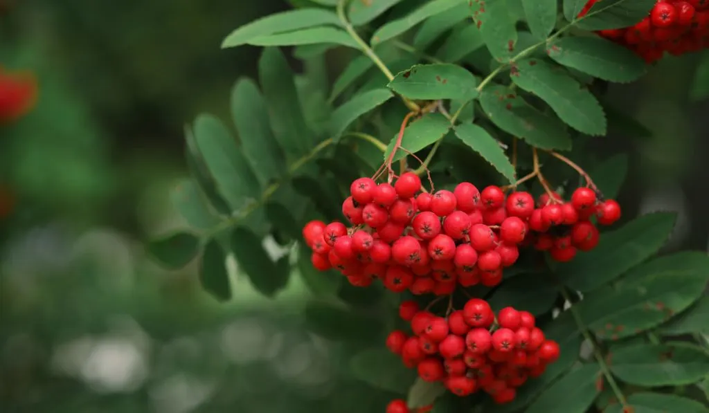 rowan berries in rowan tree