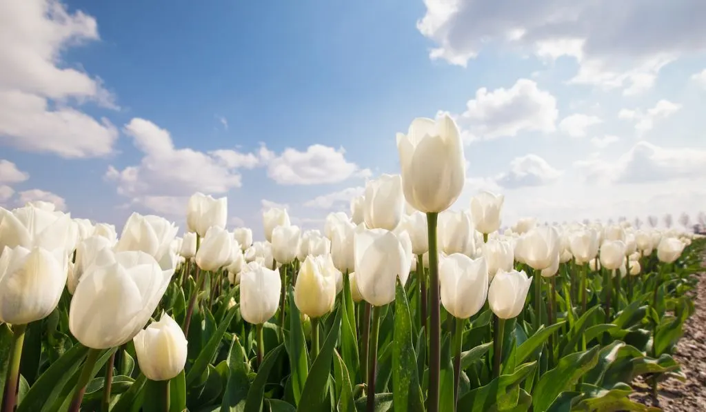 white tulip field against blue sky