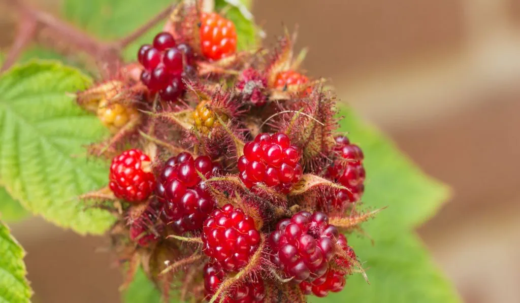 wineberries on wineberry plant 