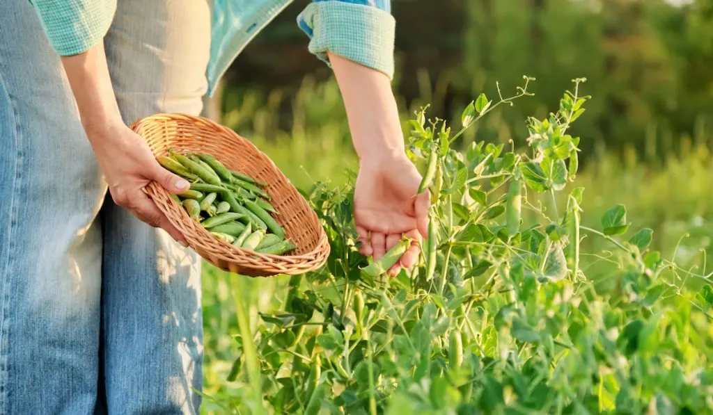 woman hand harvesting green pea pods from pea plants in vegetable garden