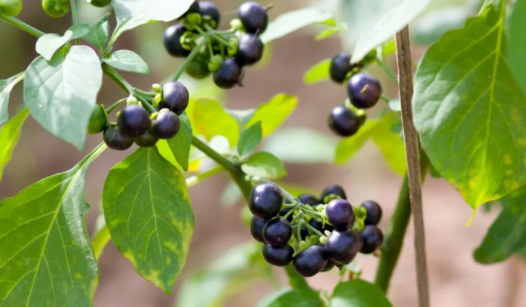 wonderberry on its plant